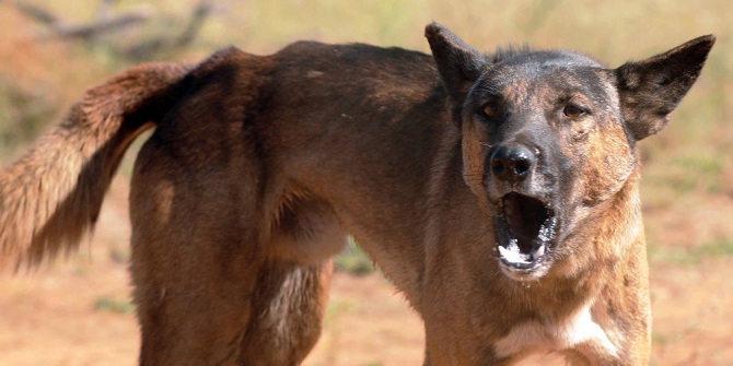 O şehrimizde kuduz tehlikesi! Tam 12 kişi...