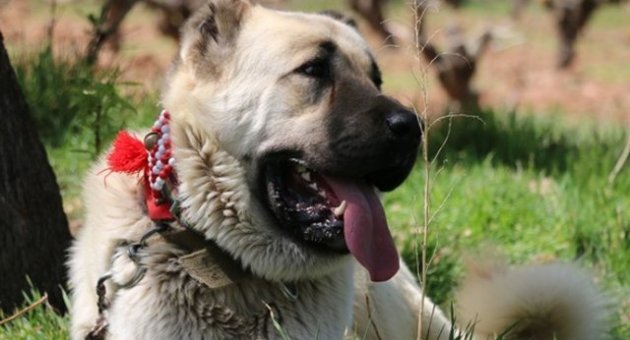 Otomobil fiyatına çoban köpeği