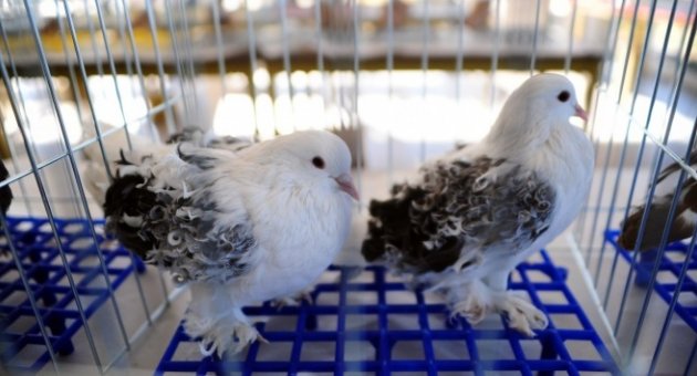 Otomobil fiyatına güvercin