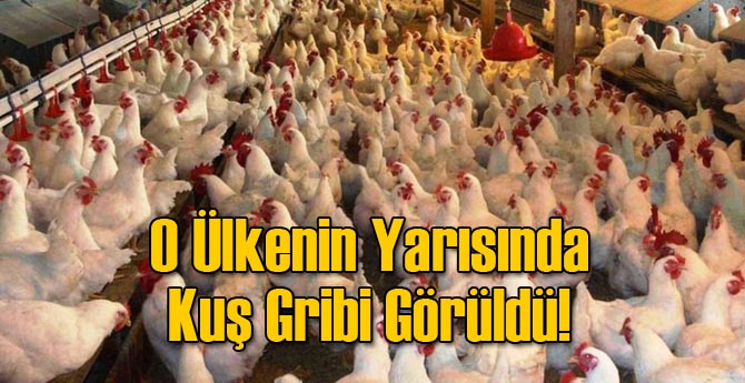 O Ülkenin Yarısında Kuş Gribi Görüldü!