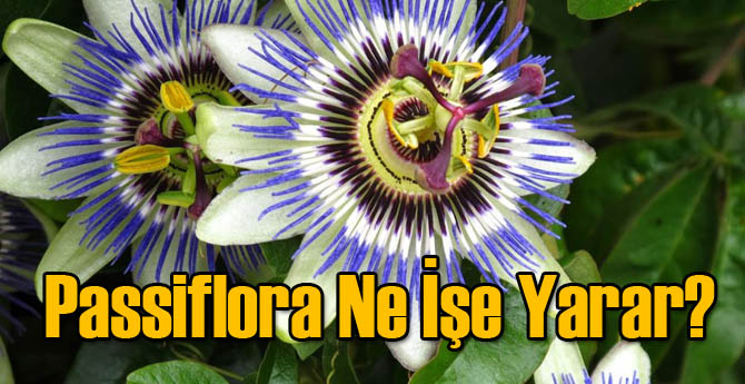 Passiflora Ne İşe Yarar?