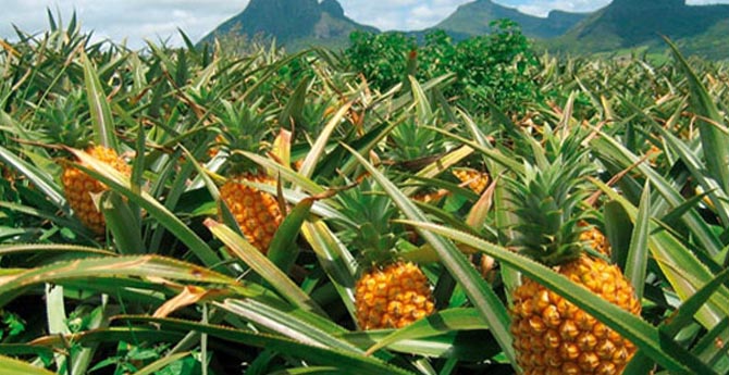 Pizzada Ananası Yasaklamak İsteyen Cumhurbaşkanı