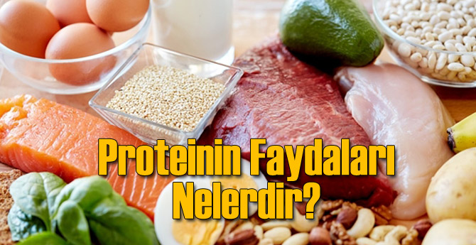 Protein'in Faydaları Nelerdir?