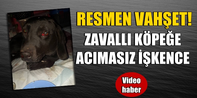 Resmen vahşet! Zavallı köpeğe işkence etti