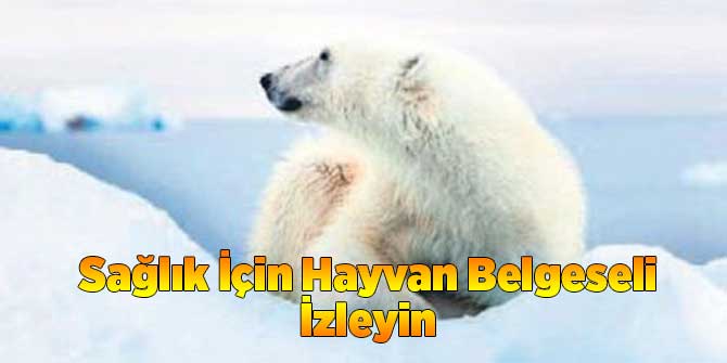 Sağlık İçin Hayvan Belgeseli İzleyin