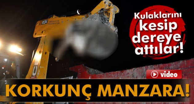 Şaptan ölen danaları kulaklarını kesip dereye attılar