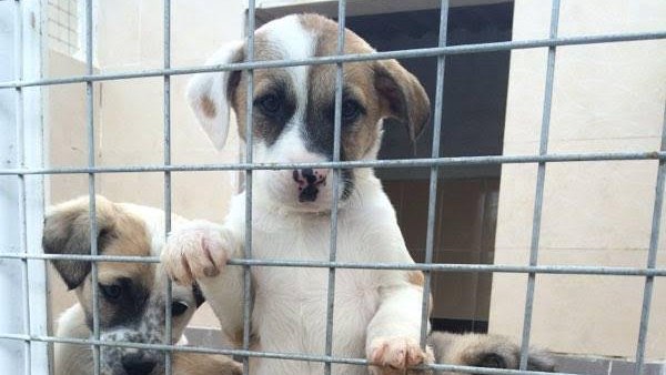 SATIN ALMAYIN, SAHİPLENİN