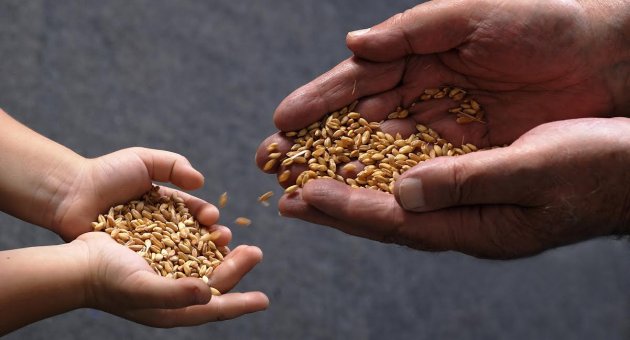 SEFEERİHİSAR'DA ÖLÜMSÜZ AĞAÇLARININ TAZE LEZZETLERİ GÖRÜCÜYE ÇIKIYOR