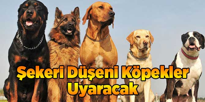 Şekeri Düşeni Köpekler Uyaracak