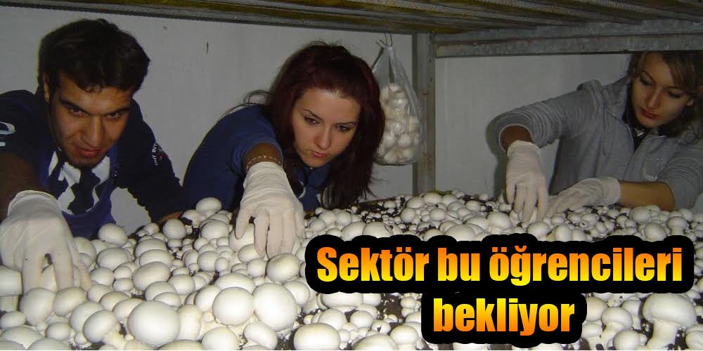 Sektör bu öğrencileri bekliyor