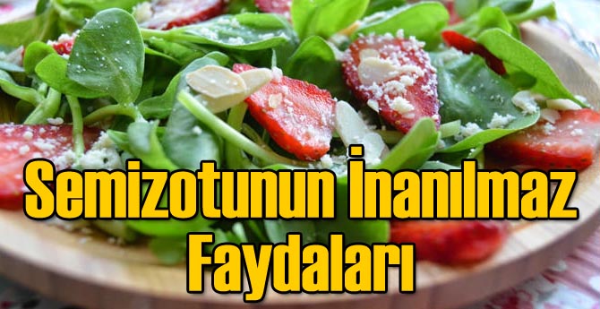 Semizotunun İnanılmaz Faydaları