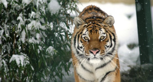 Sibirya kaplanının kar keyfi