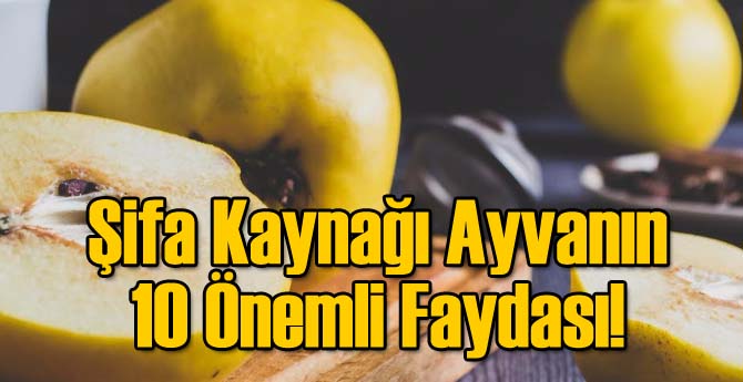 Şifa Kaynağı Ayvanın 10 Önemli Faydası!