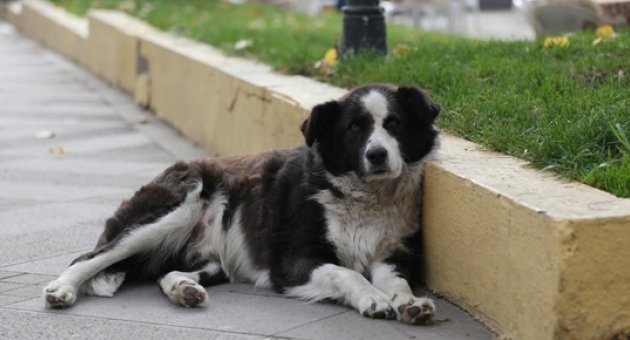 Sokak hayvanları için mikroçip dönemi