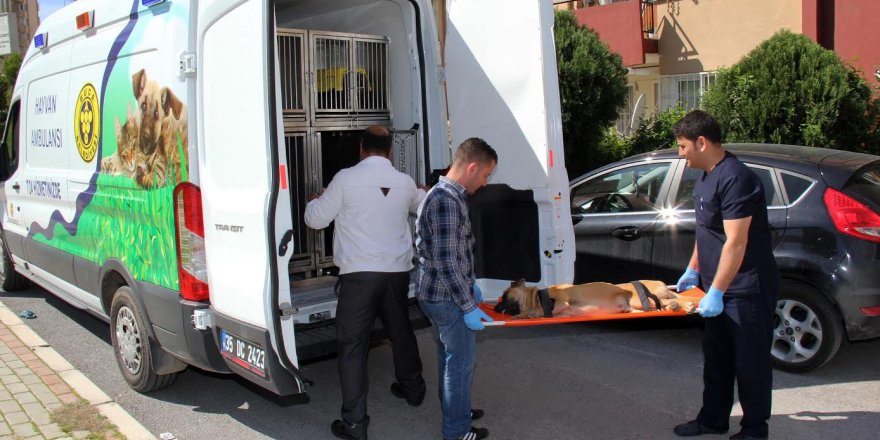 Sokak hayvanlarına Buca'da dört dörtlük hizmet