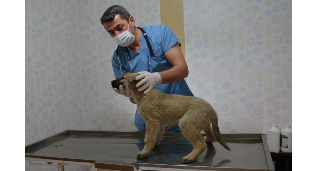 SOKAK HAYVANLARININ BAKIMLARI YAPILIYOR