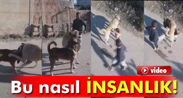 Sokak köpeğiyle köpeğini dövüştürdü!