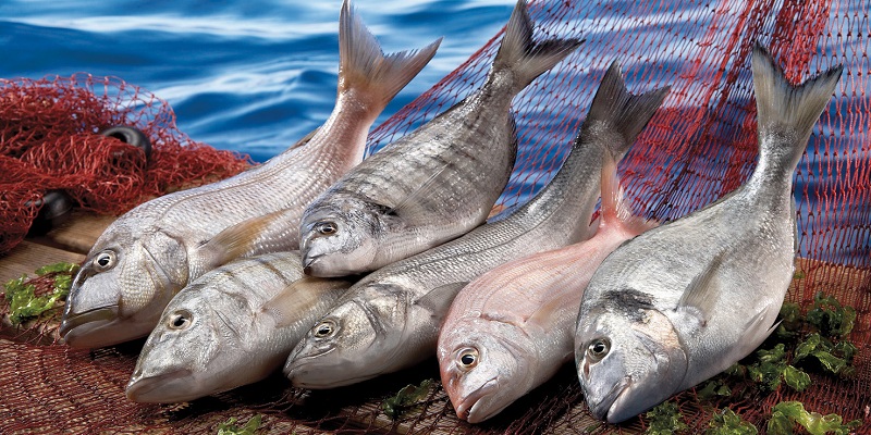 STG Norveç'ten ithal edilen çiftlik somonları ile ilgili yanıltıcı reklamlara dur diyor