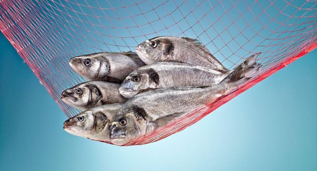 STG tanıtıyor, dünya Türk balıklarını tüketiyor