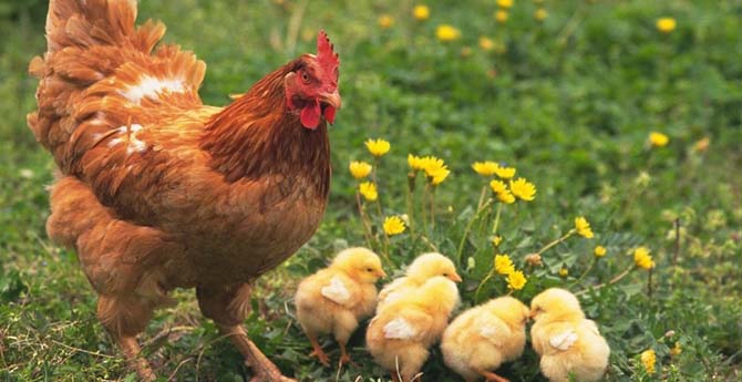 Tavuklar Altın Yumurtluyor