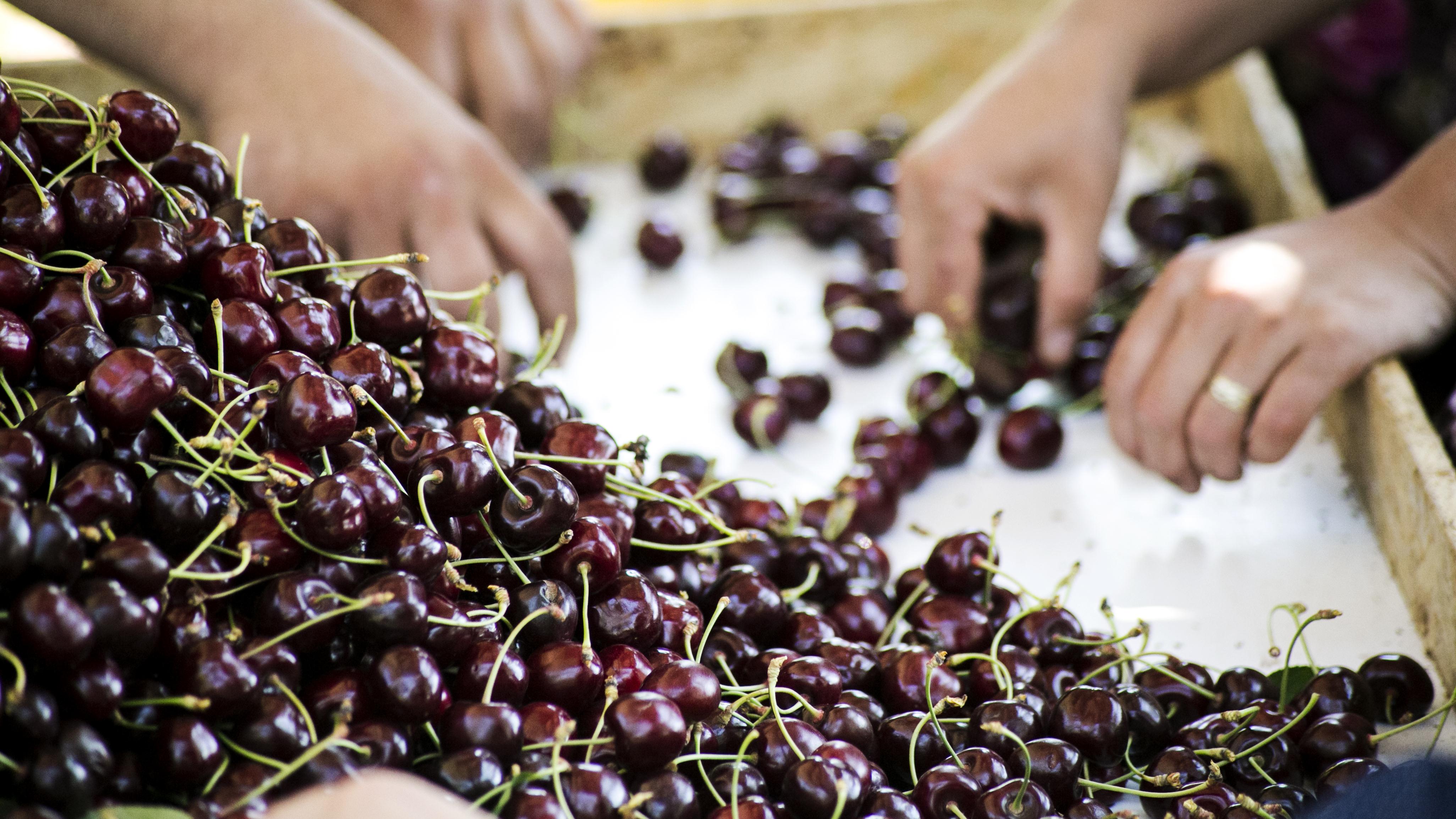 Taze Kiraz ve Üzüm Sektörü İşletme Giderlerini Düşürüyor