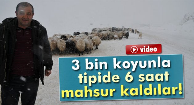 Tipiden dolayı mahsur kalan çobanlar ve 3 bin koyun kurtarıldı!