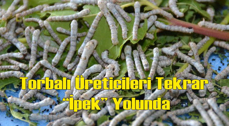 Torbalı Tekrar İpek Böceği Üretmeye Başladı