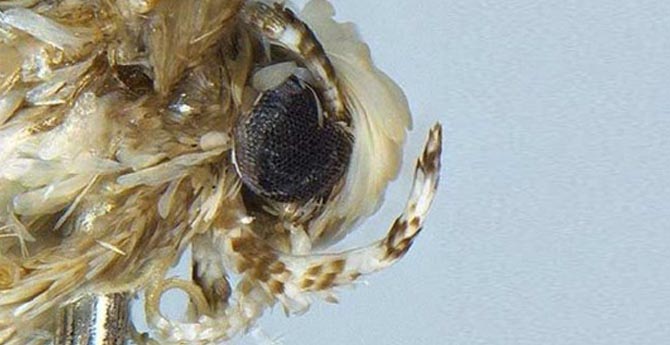 Trump'ın Adını Verdiler...