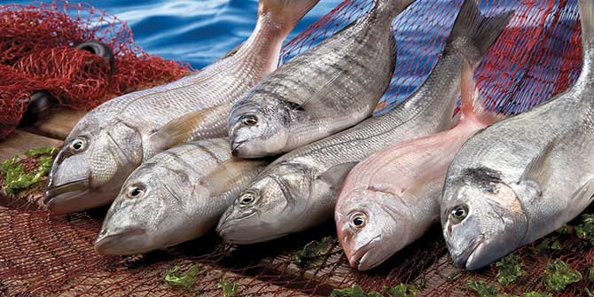 Türk Levreği Amerikalıları Fast Food'dan Kurtaracak