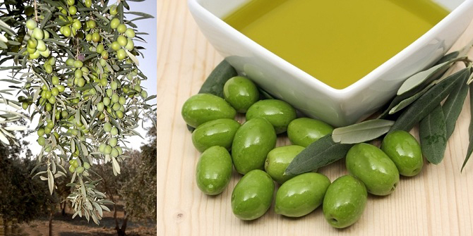 Türk zeytin ve zeytinyağı Ortadoğu sofralarını süslüyor