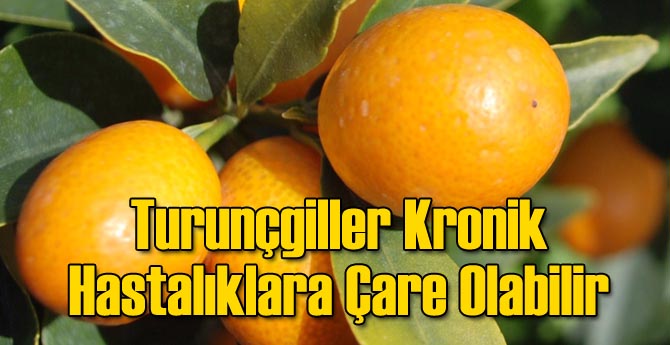 Turunçgiller Kronik Hastalıklara Çare Olabilir