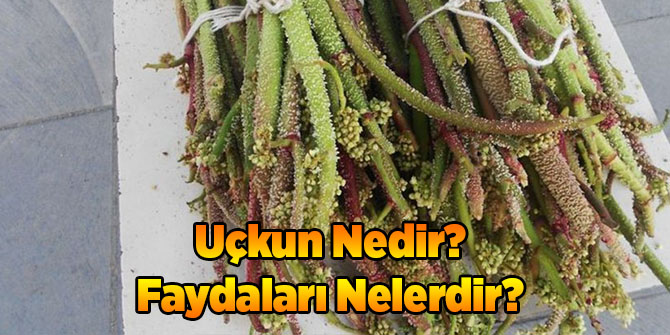 Uçkun Nedir? Faydaları Nelerdir?