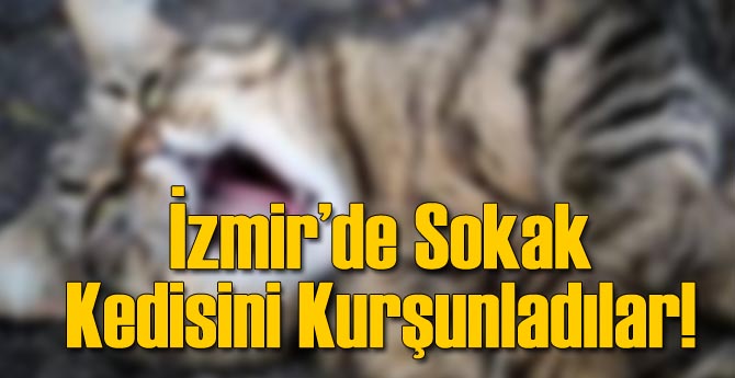Vahşet: İzmir'de Sokak Kedisini Kurşunladılar!