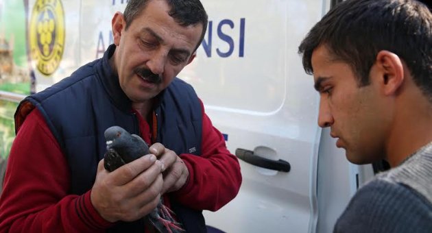 Vatandaş, itfaiye, veteriner işbirliği bir güvercine hayat verdi