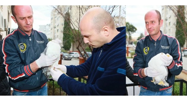 Yaralı martı hayata tutundu