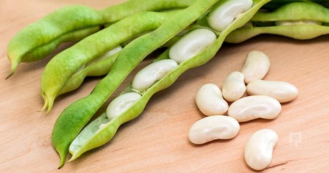 Yetmiş farklı fasulye tohumu örneği incelendi