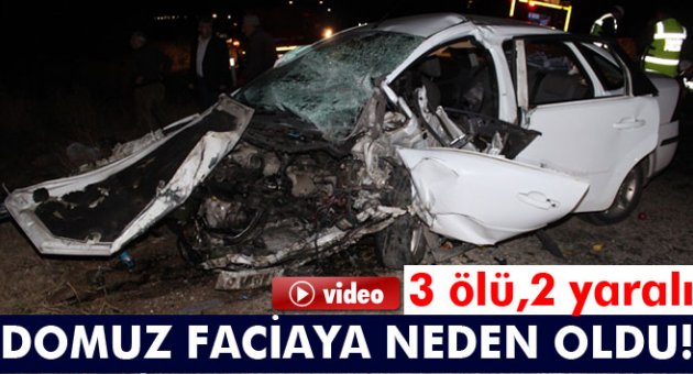 Yola çıkan domuz faciaya neden oldu: 3 ölü, 2 yaralı