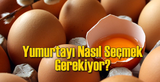 Yumurta Küçük mü Seçilir Büyük mü?