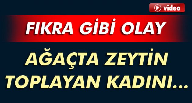 Zeytin toplayan kadını kuş sanıp vurdular