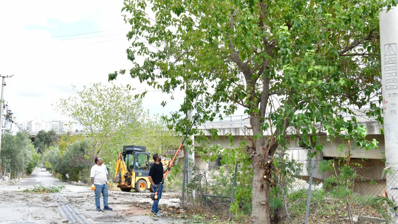 Çiğli’de sonbahar bakımı: Ağaçlar budanıyor, kent güzelleşiyor