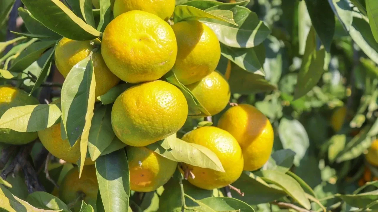 Satsuma mandalinanın ihracat yolculuğu 17 Ekim’de başlıyor