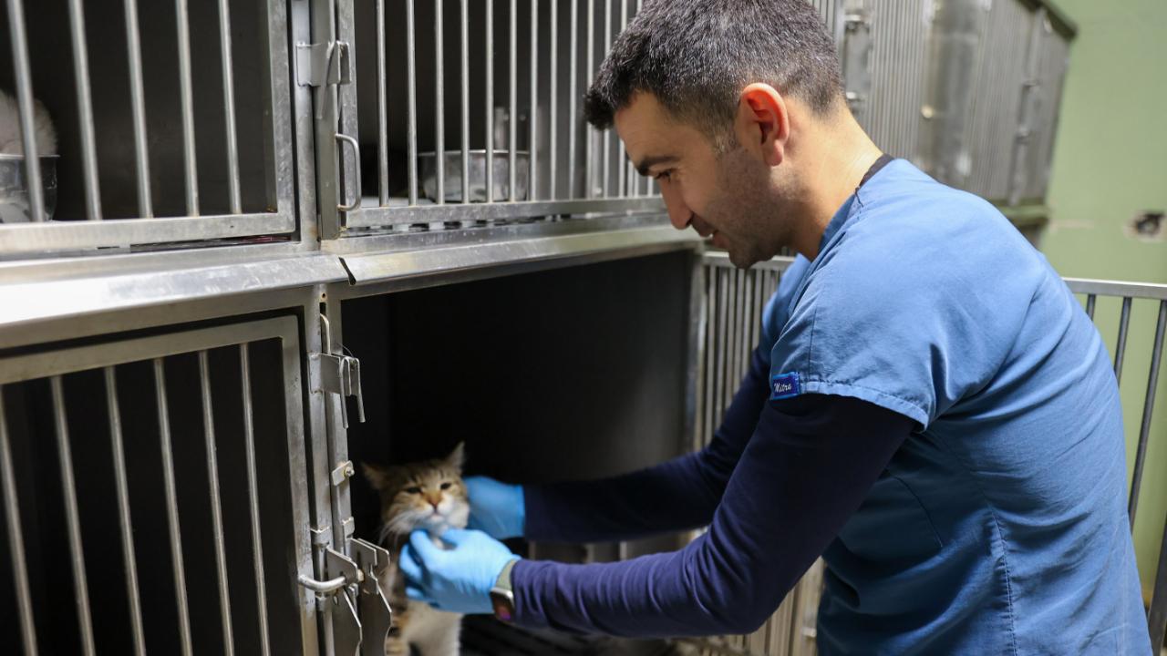 Buca’da 3 bin 54 sokak kedisi kısırlaştırıldı