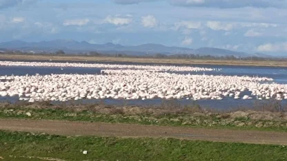 CHP’li Yazgan’dan TBMM'de Gala Gölü çağrısı!