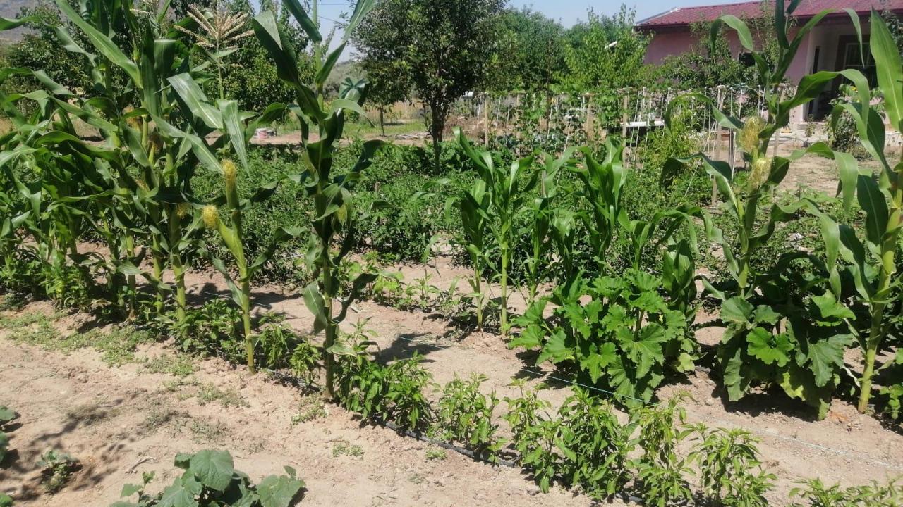 Efes Tarlası Yaşam Köyü’nde Elde Edilen Yerel Tohumlar Anadolu’nun Dört Bir Yanında Filizleniyor