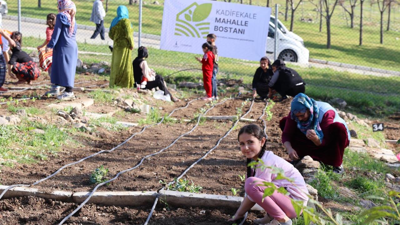 Mahalle bostanlarında kış dikimleri başladı