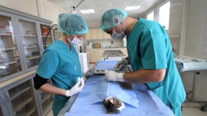 1 yılda 40 bin can dosta şefkat eli uzandı