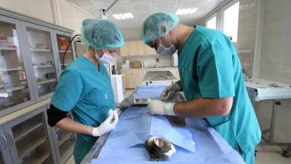 1 yılda 40 bin can dosta şefkat eli uzandı