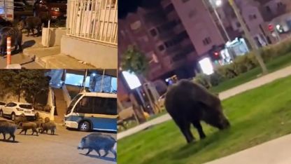 İzmir, sokaklarında domuz sürüleri ile doğal yaşam parkına döndü