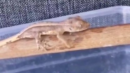 Burdur'da yasaklı yaban hayvanları ele geçirildi