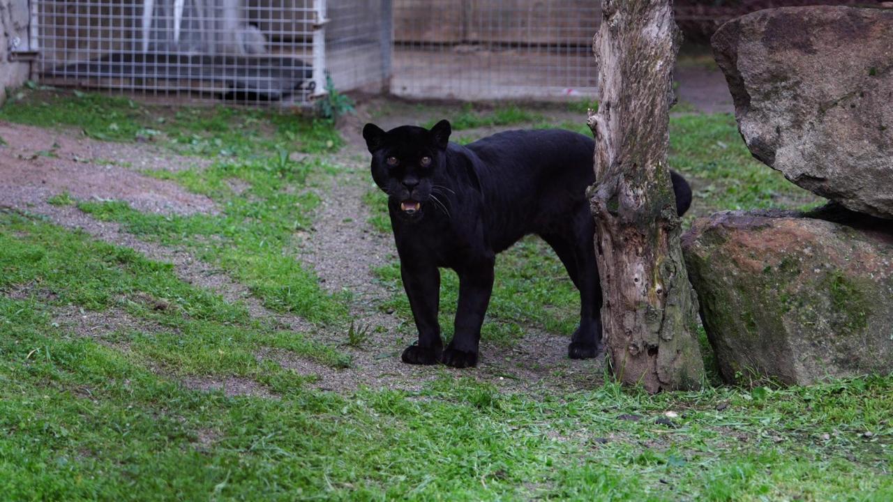 İzmir Doğal Yaşam Parkı’na siyah jaguar ve boz ayı geldi